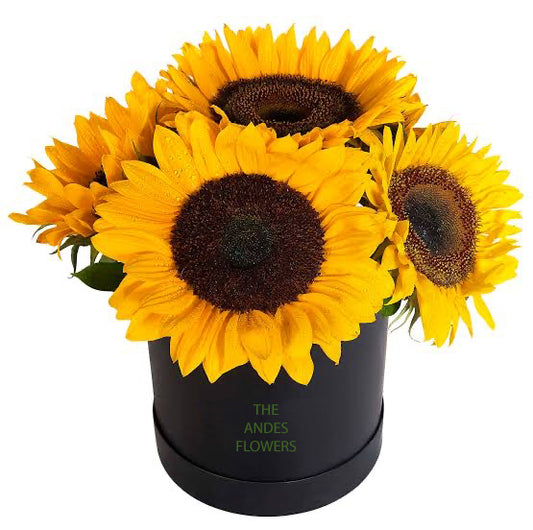 Girasoles Premium Box